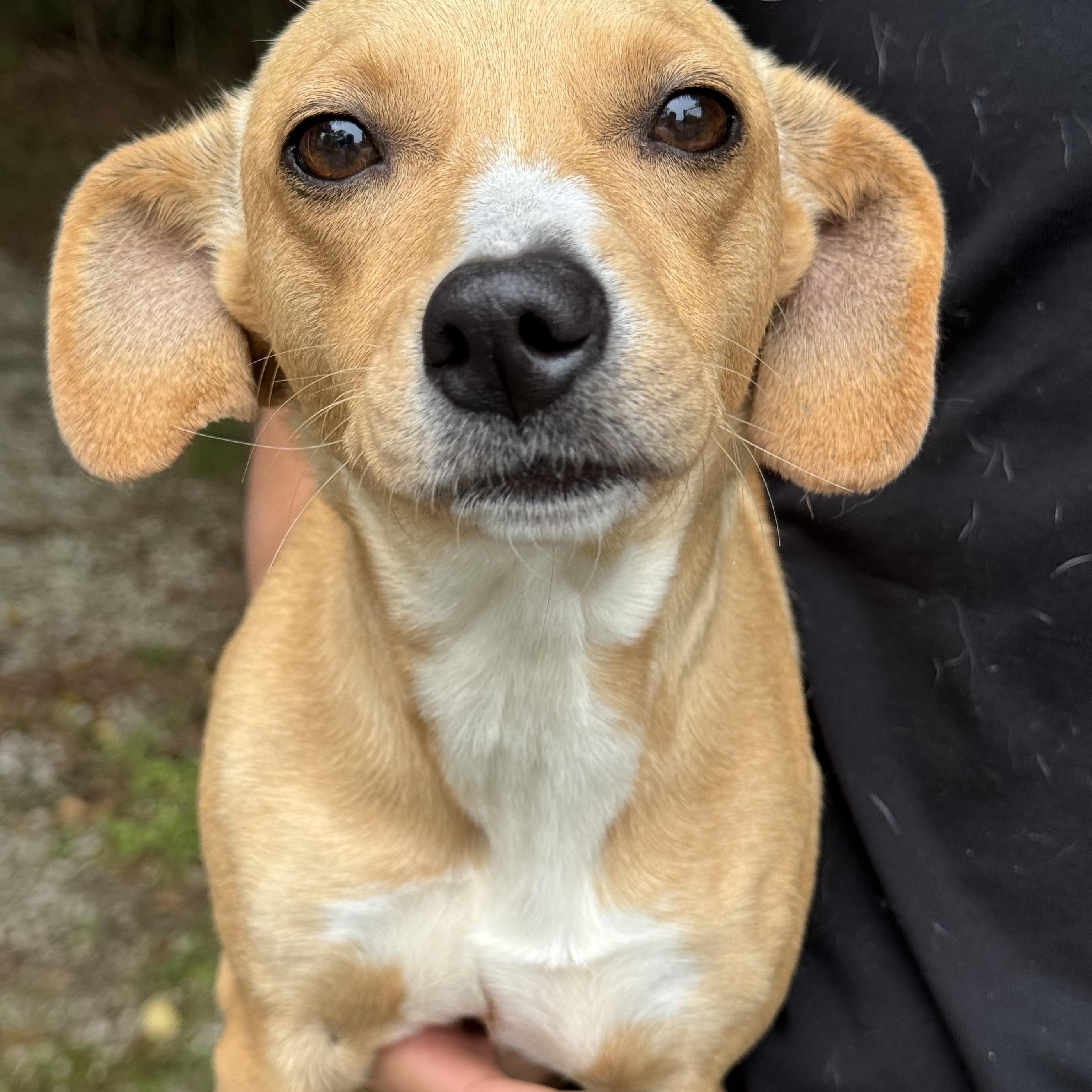 Sophie, adoptable, Young Female Dachshund.