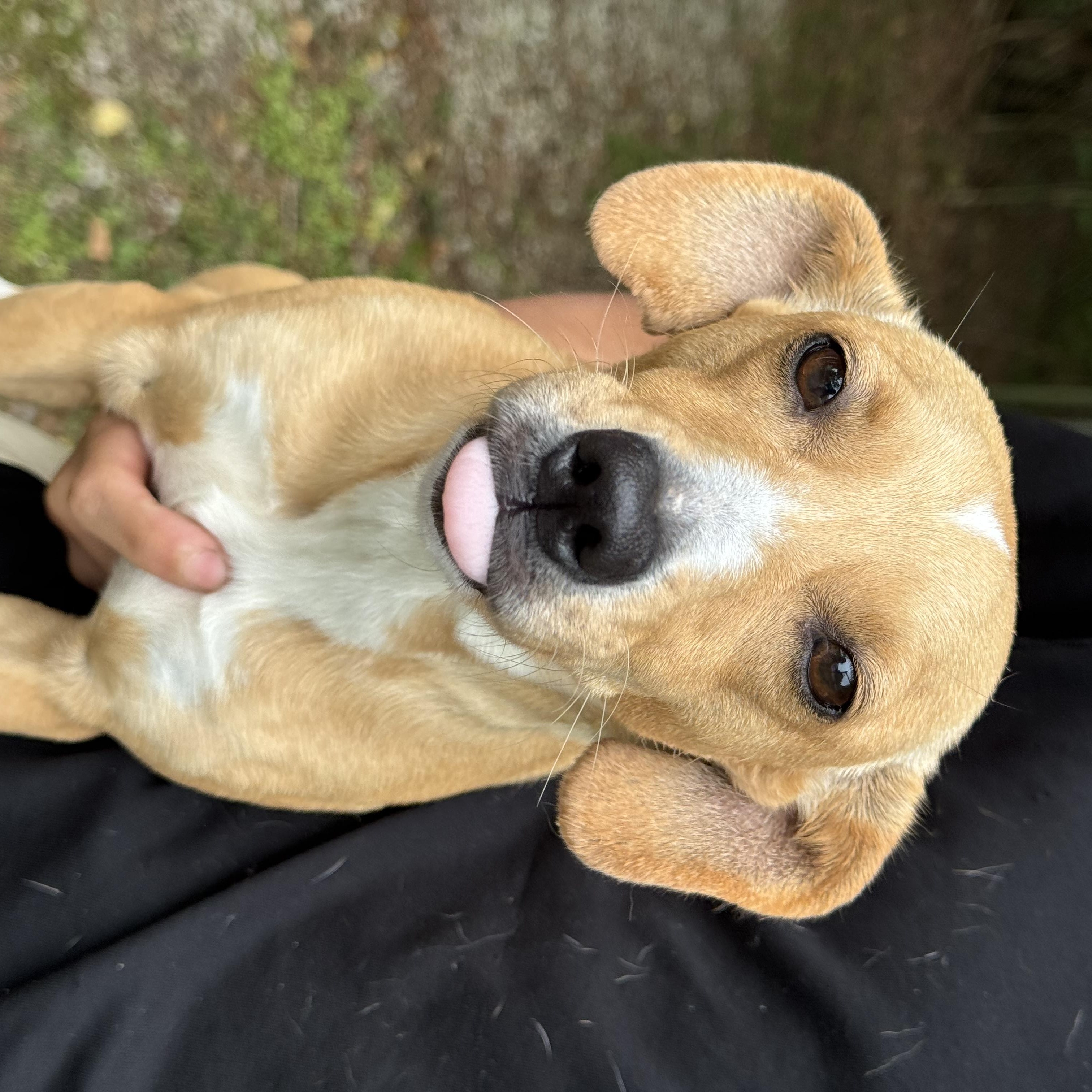 Enlarge Sophie, an adoptable mixed breed in Mobile, AL image 2/3
