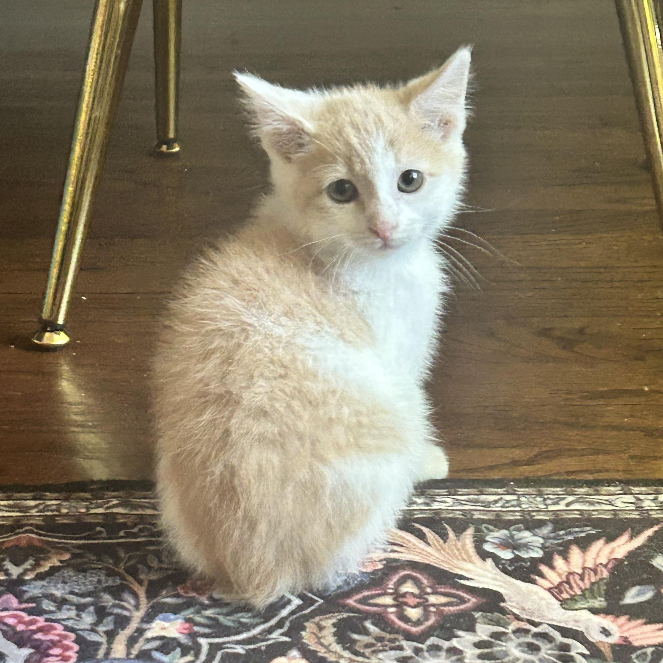 Jakob, ADOPTABLE, Kitten Male Manx.
