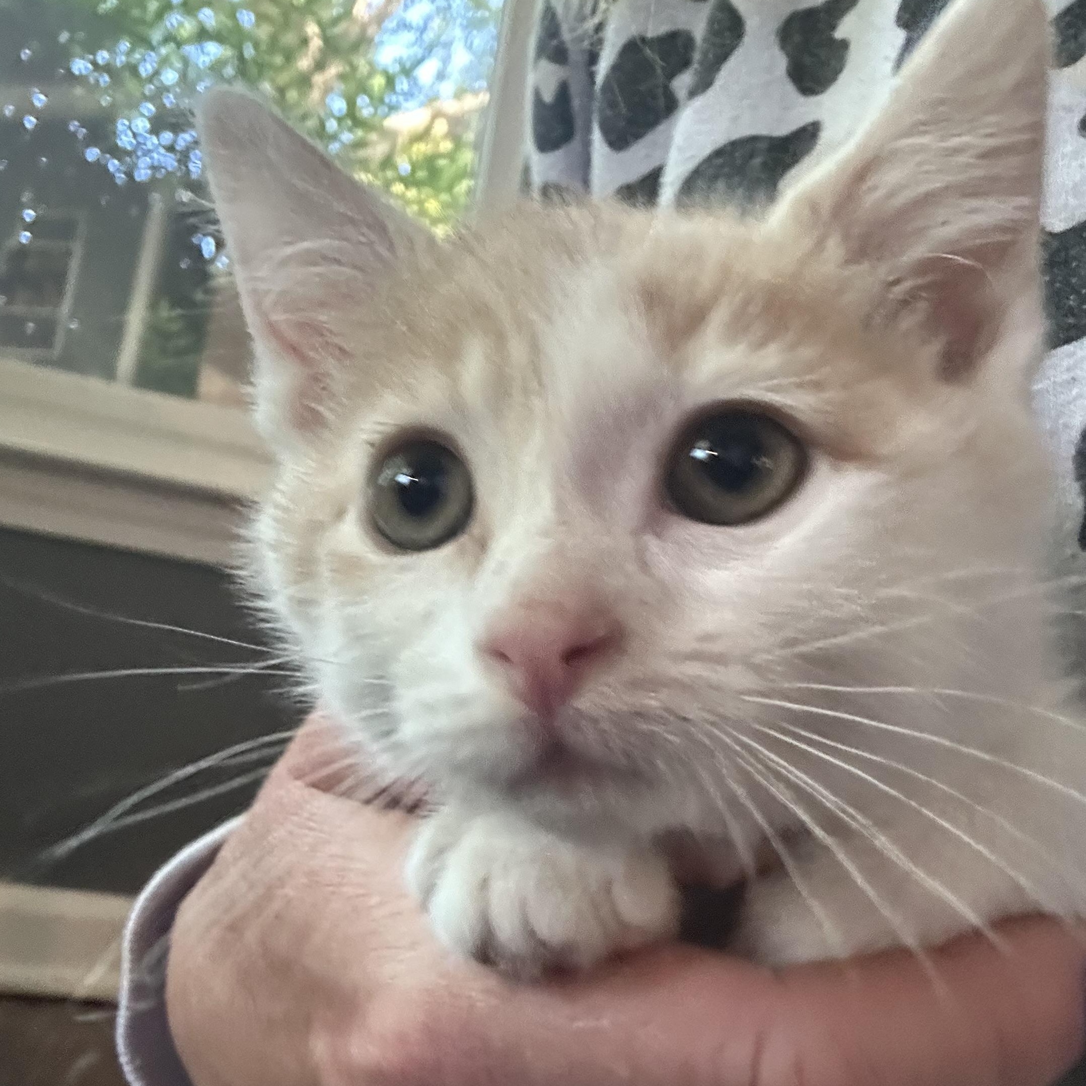 Enlarge Jakob, a ADOPTABLE Manx in Lilburn, GA image 3/6