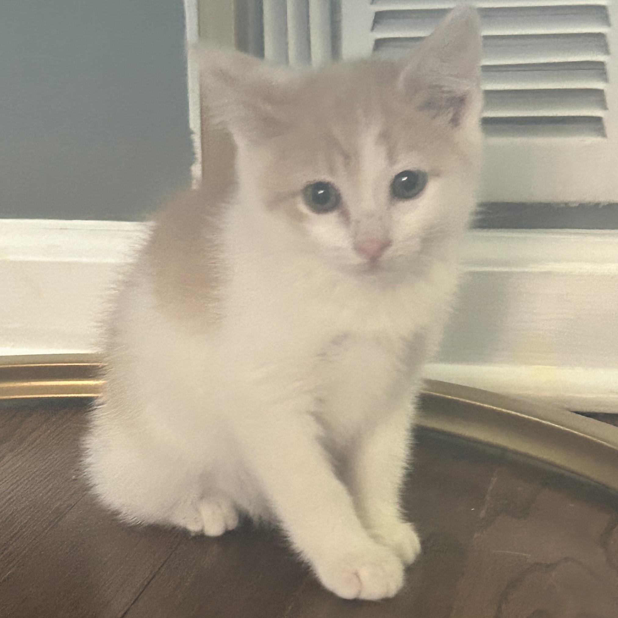 Enlarge Jakob, a ADOPTABLE Manx in Lilburn, GA image 4/6