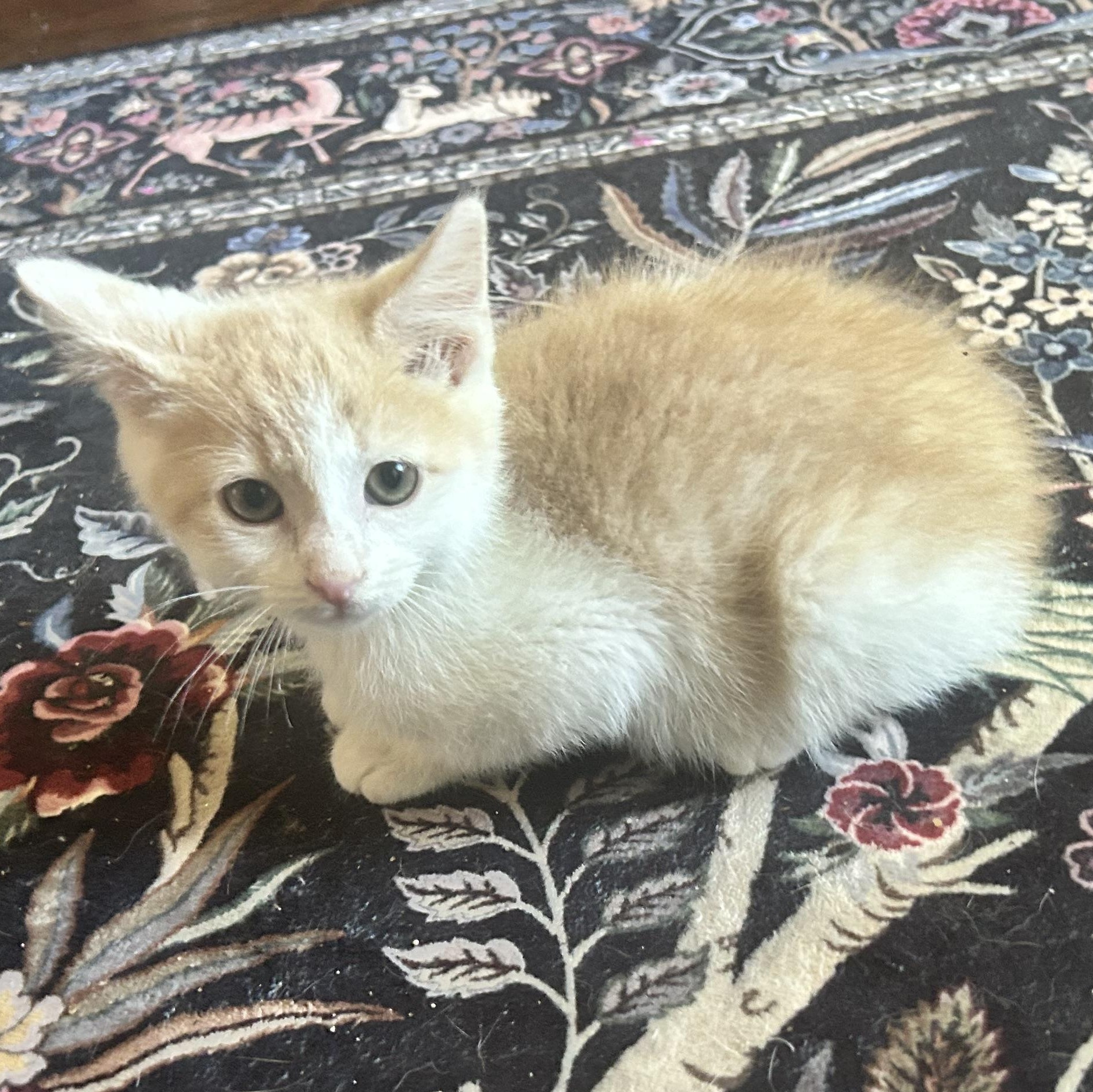 Enlarge Jakob, a ADOPTABLE Manx in Lilburn, GA image 6/6