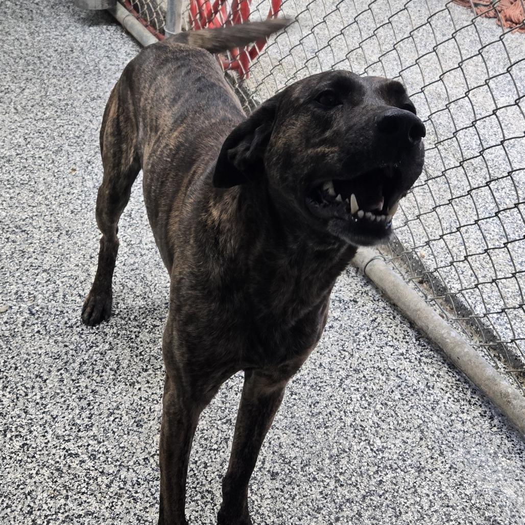 Enlarge Buddy 26-093, a Adoptable Plott Hound in Tawas City, MI image 1/1