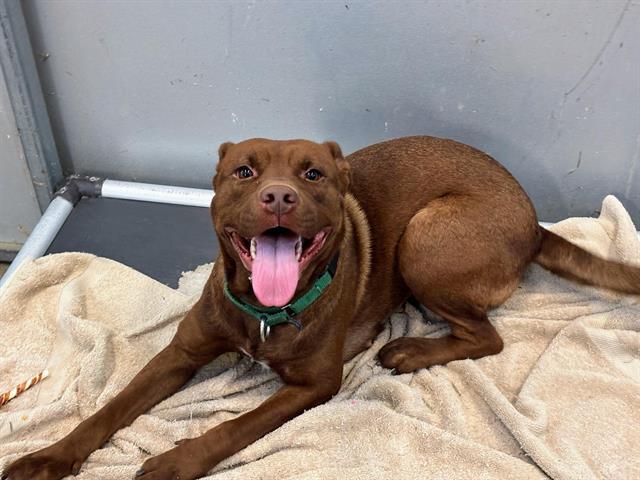 CHENILLE, Adoptable, Young Female Pit Bull Terrier.