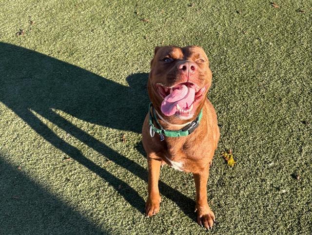 CHENILLE, Adoptable, Young Female Pit Bull Terrier.