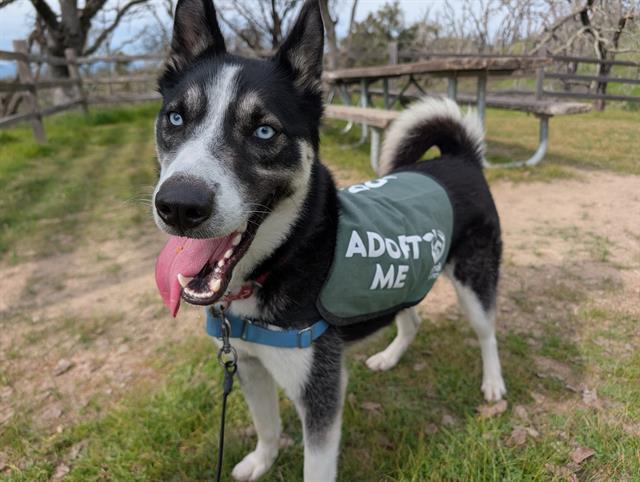 SULLY, Adoptable, Young Male Siberian Husky & Mixed Breed.