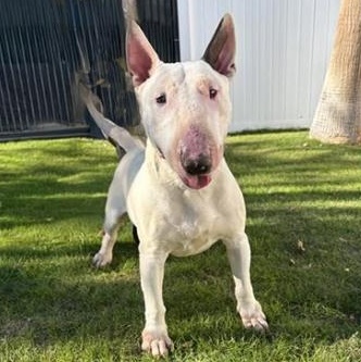 Enlarge Digit, a Adoptable Bull Terrier in Palm Desert, CA image 1/1