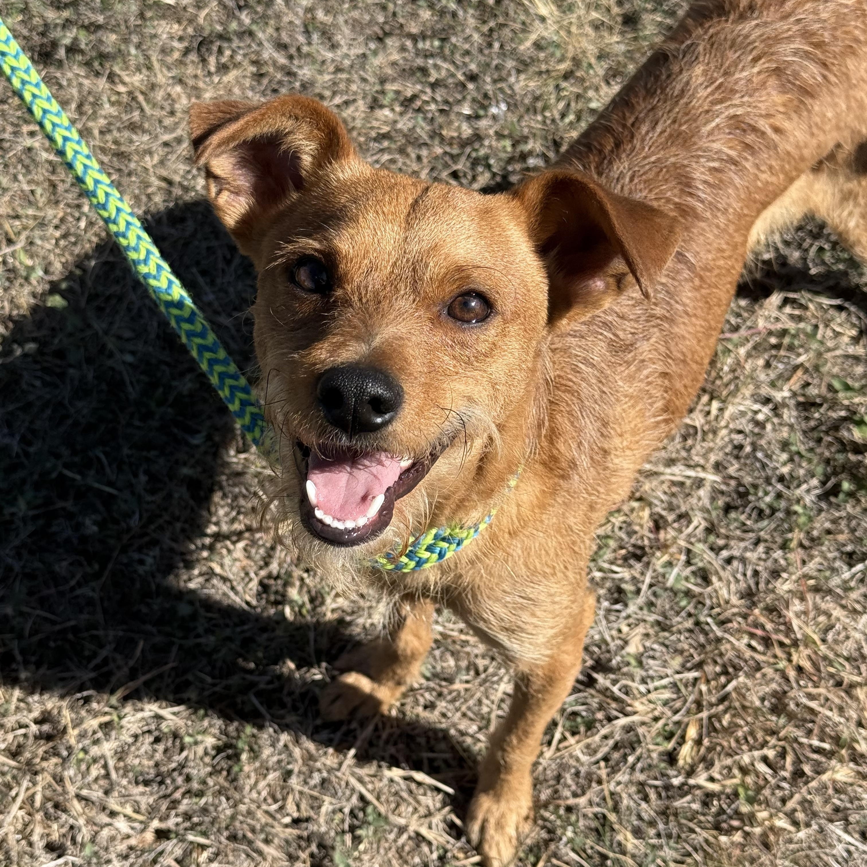 Jack, Adoptable, Young Male Border Terrier & Jack Russell Terrier.