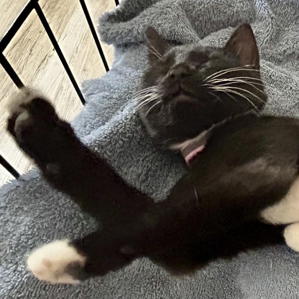 Enlarge Lucille, a Adoptable Domestic Short Hair in Othello, WA image 1/2