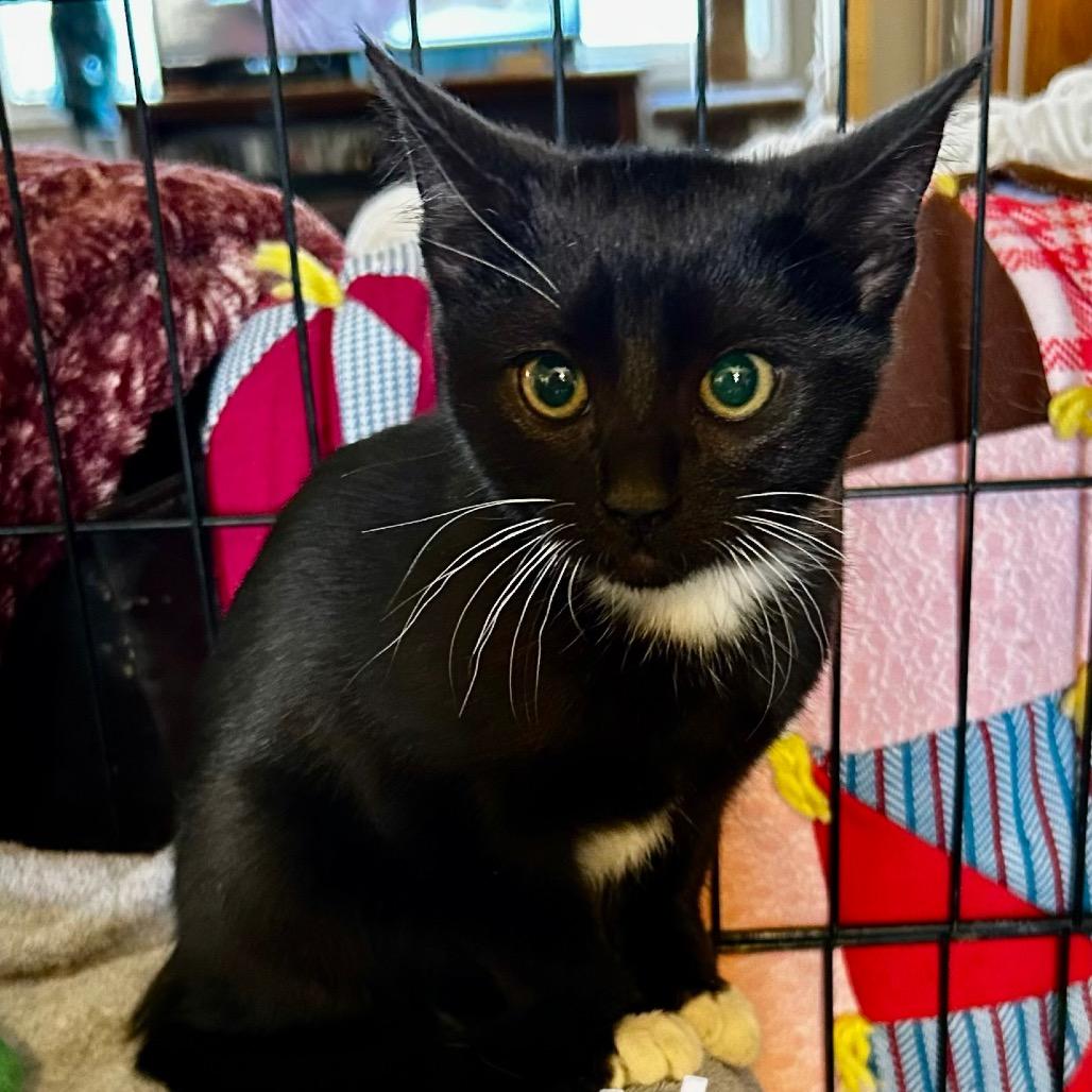 Enlarge Lucille, a Adoptable Domestic Short Hair in Othello, WA image 2/2