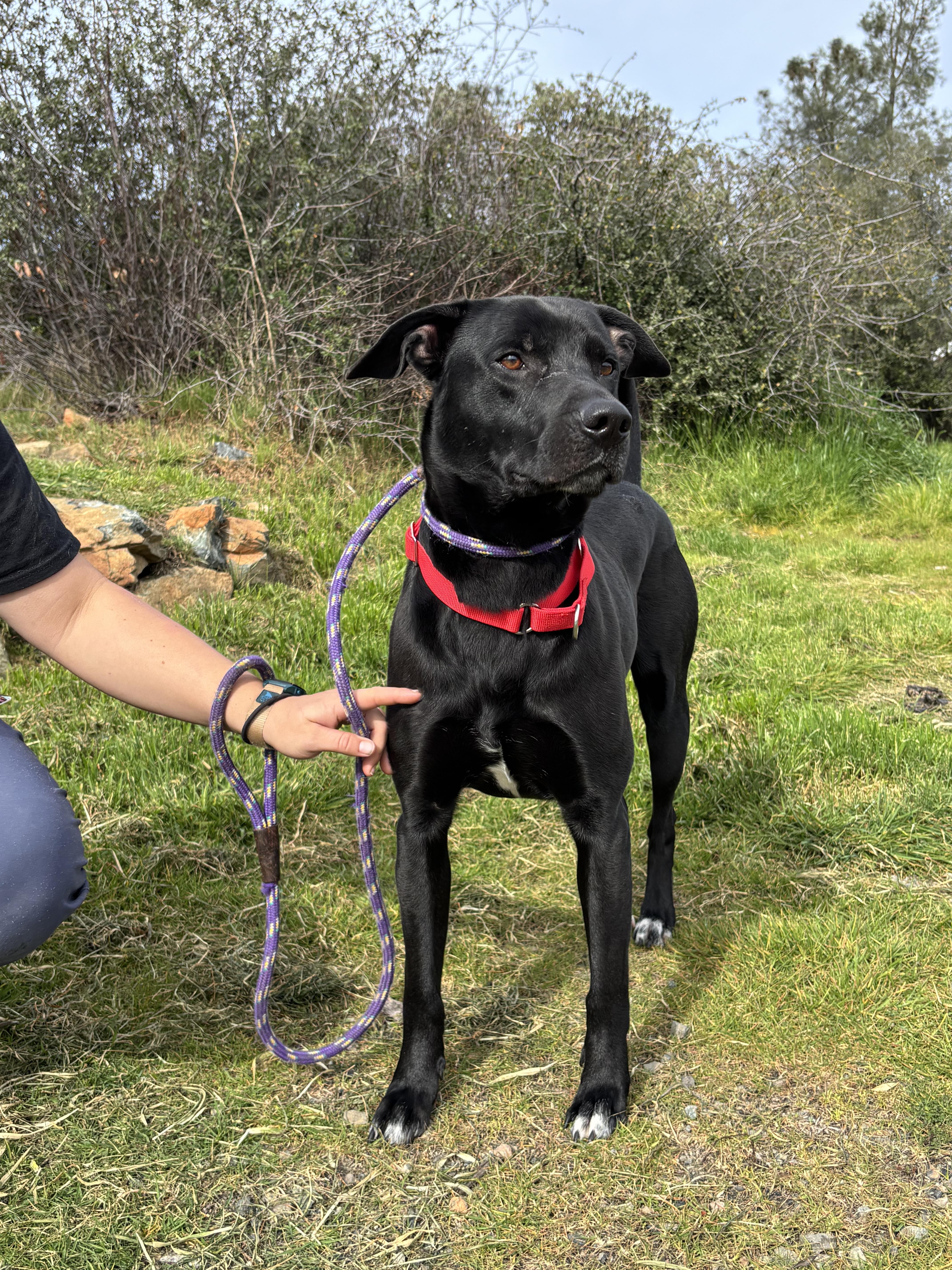 Murtaugh, adoptable, Adult Male Labrador Retriever.