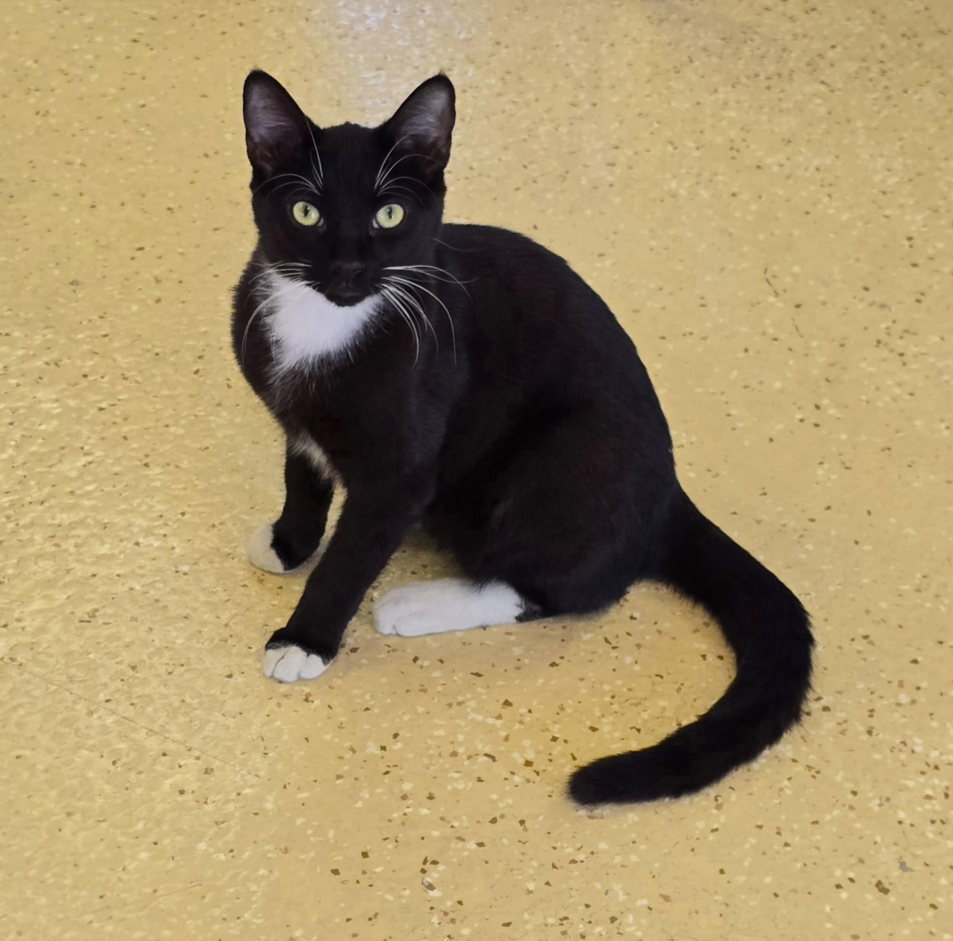Enlarge Vlad, a Adoptable Tuxedo in Glendale, AZ image 2/2