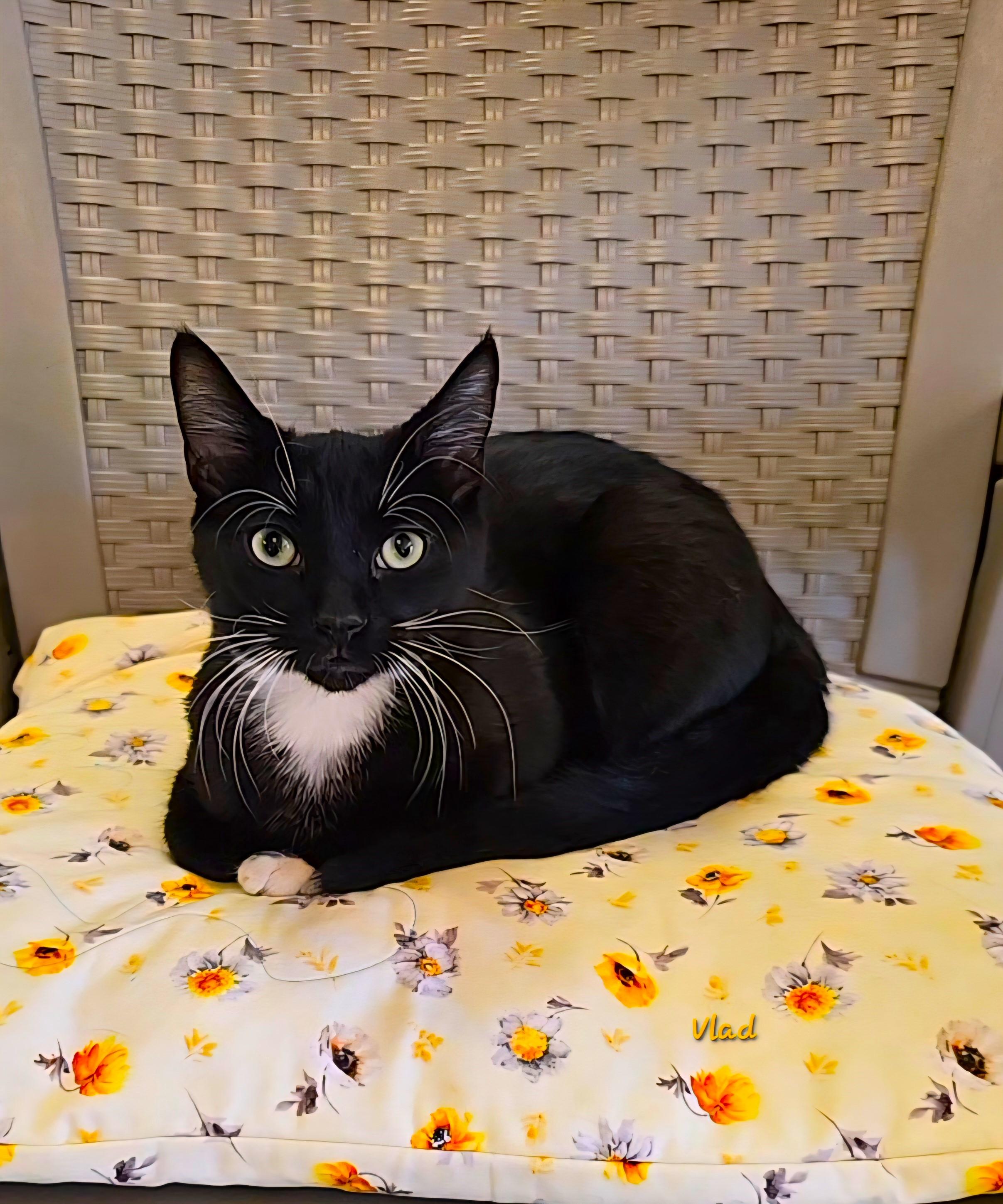 Enlarge Vlad, a Adoptable Tuxedo in Glendale, AZ image 1/2