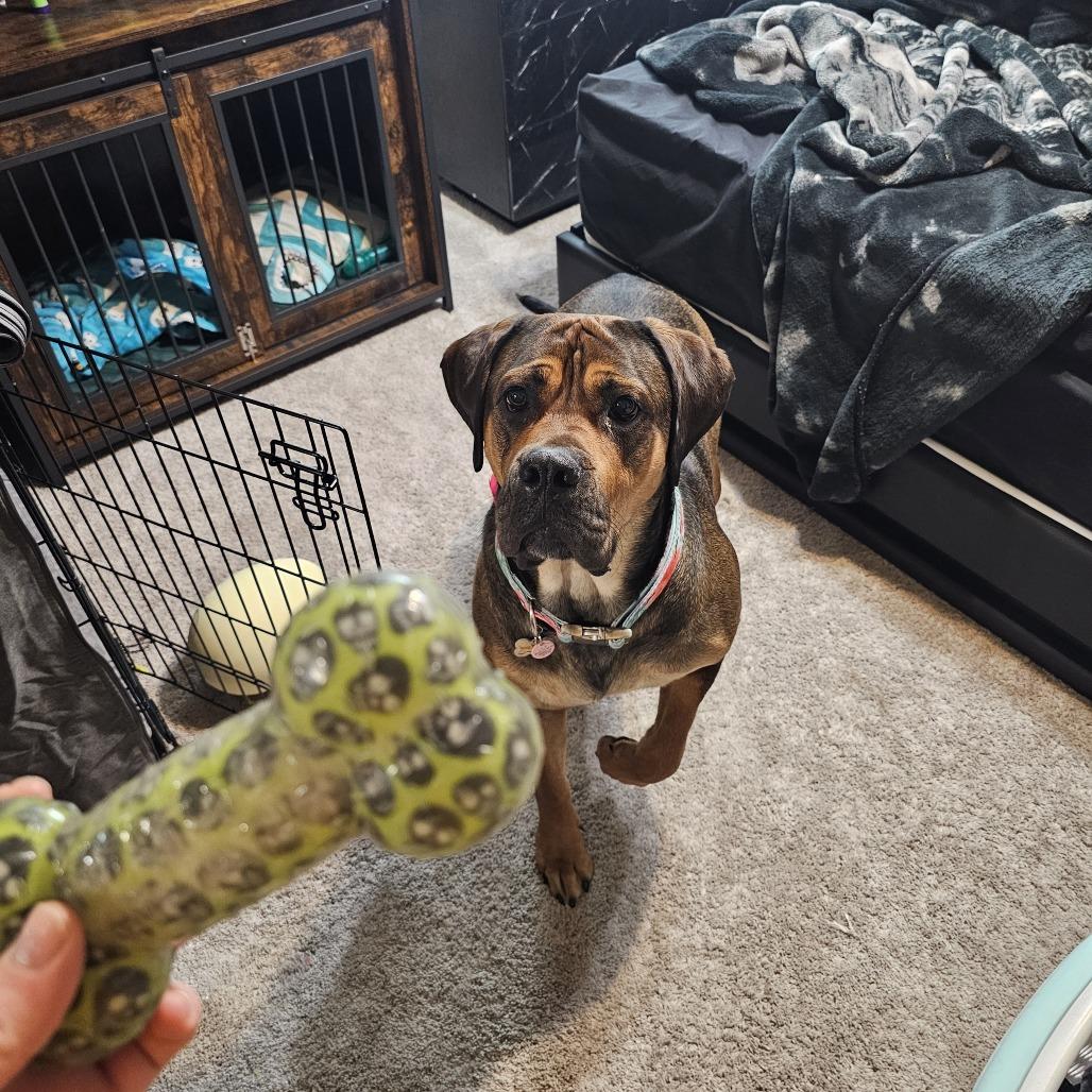 Enlarge Rosie, a Adoptable mixed breed in Tulsa, OK image 1/6