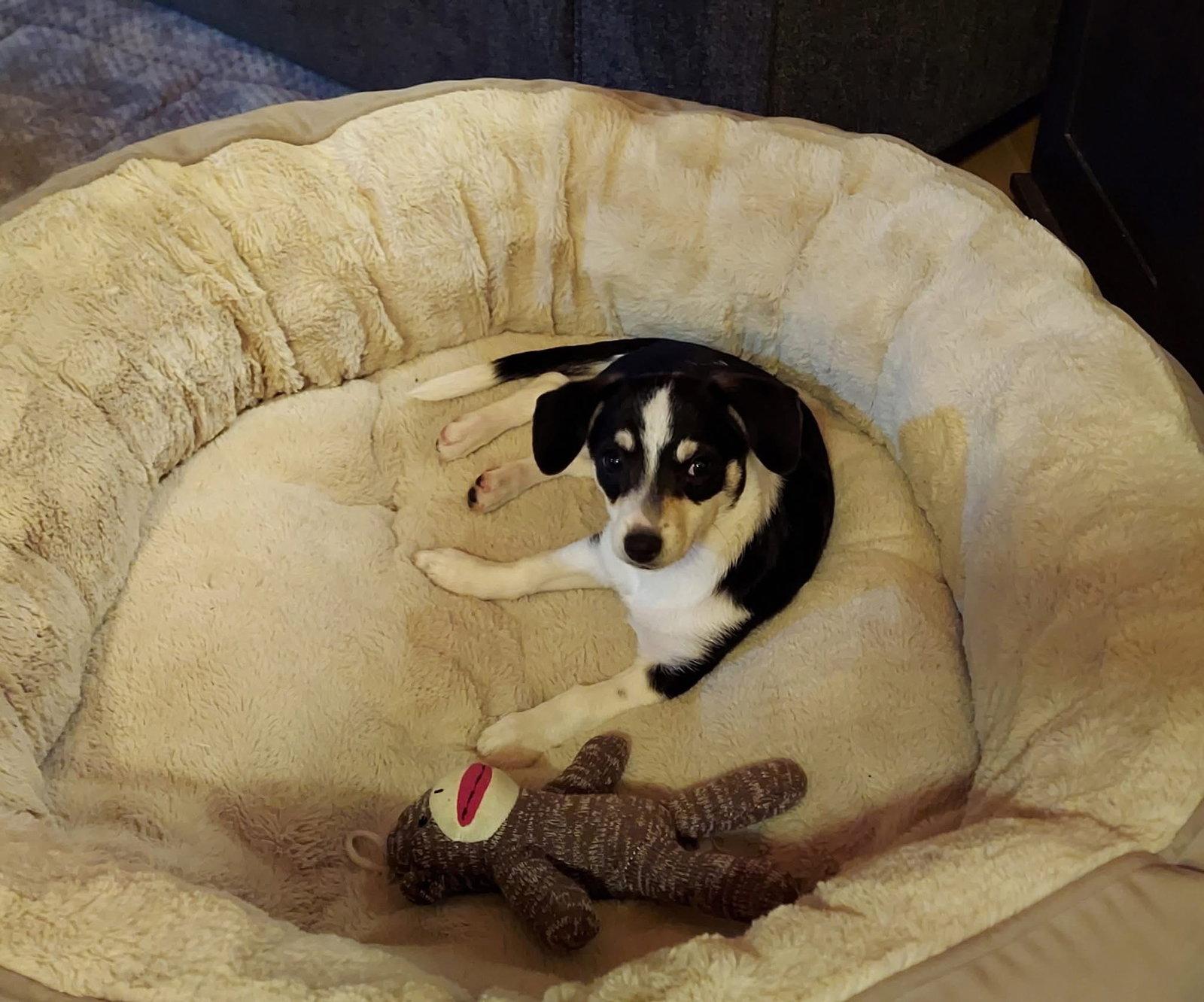 Sally Tosh *LOCAL*, Adopted, Puppy Female Corgi & Chihuahua.