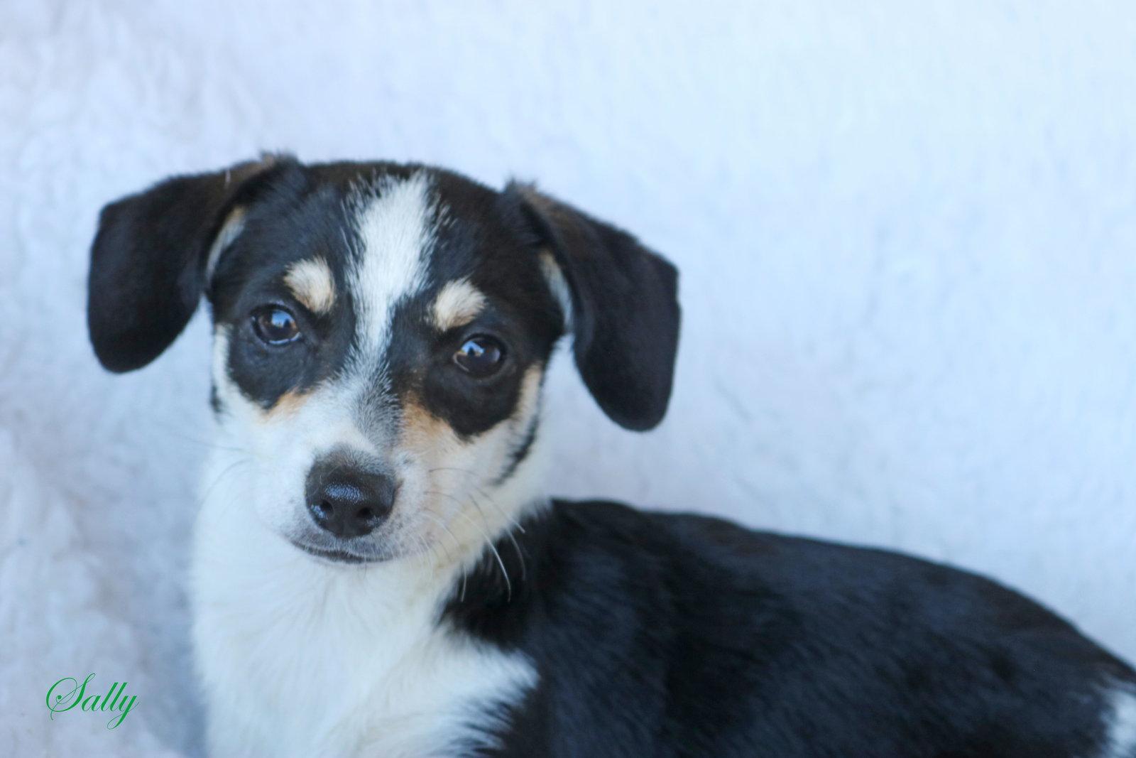 Enlarge Sally Tosh *LOCAL*, a Adopted mixed breed in Wakefield, RI image 3/3