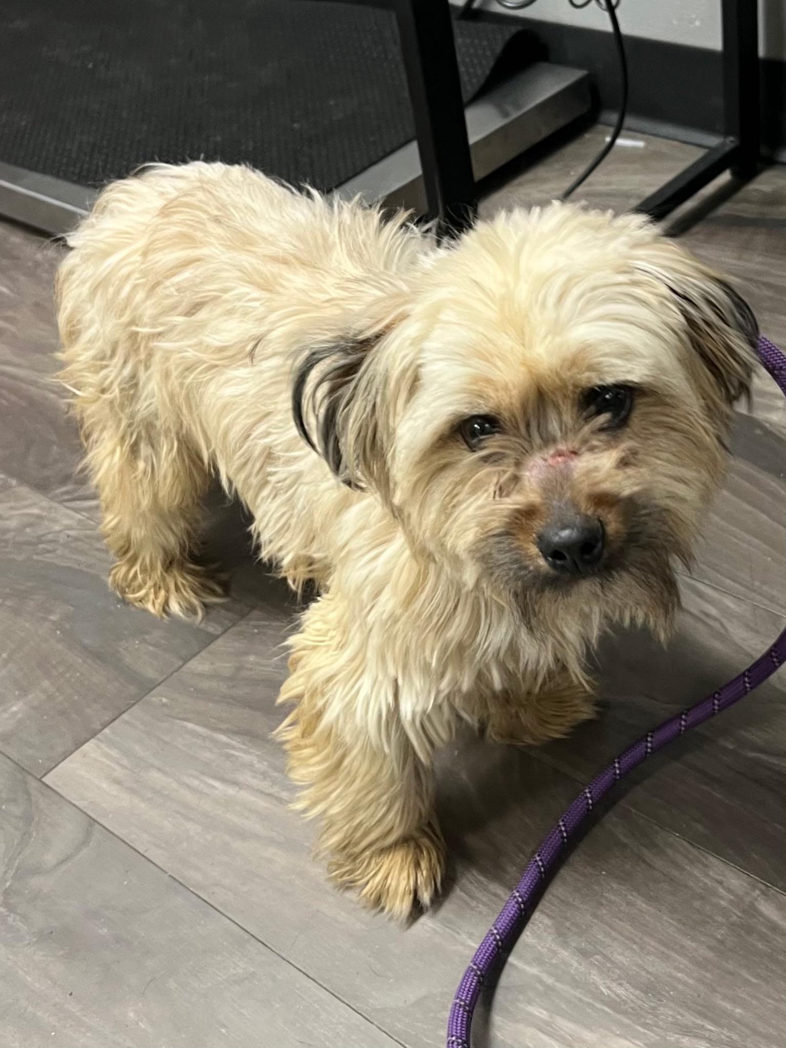 Deluxe, adopted, Adult Male Terrier.