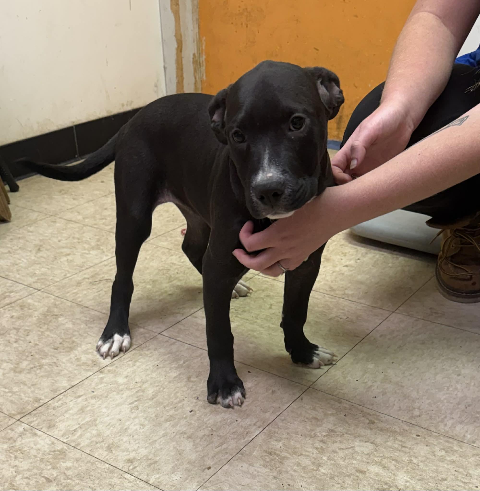 Maggie, Adoptable, Puppy Female Black Labrador Retriever & Pit Bull Terrier.