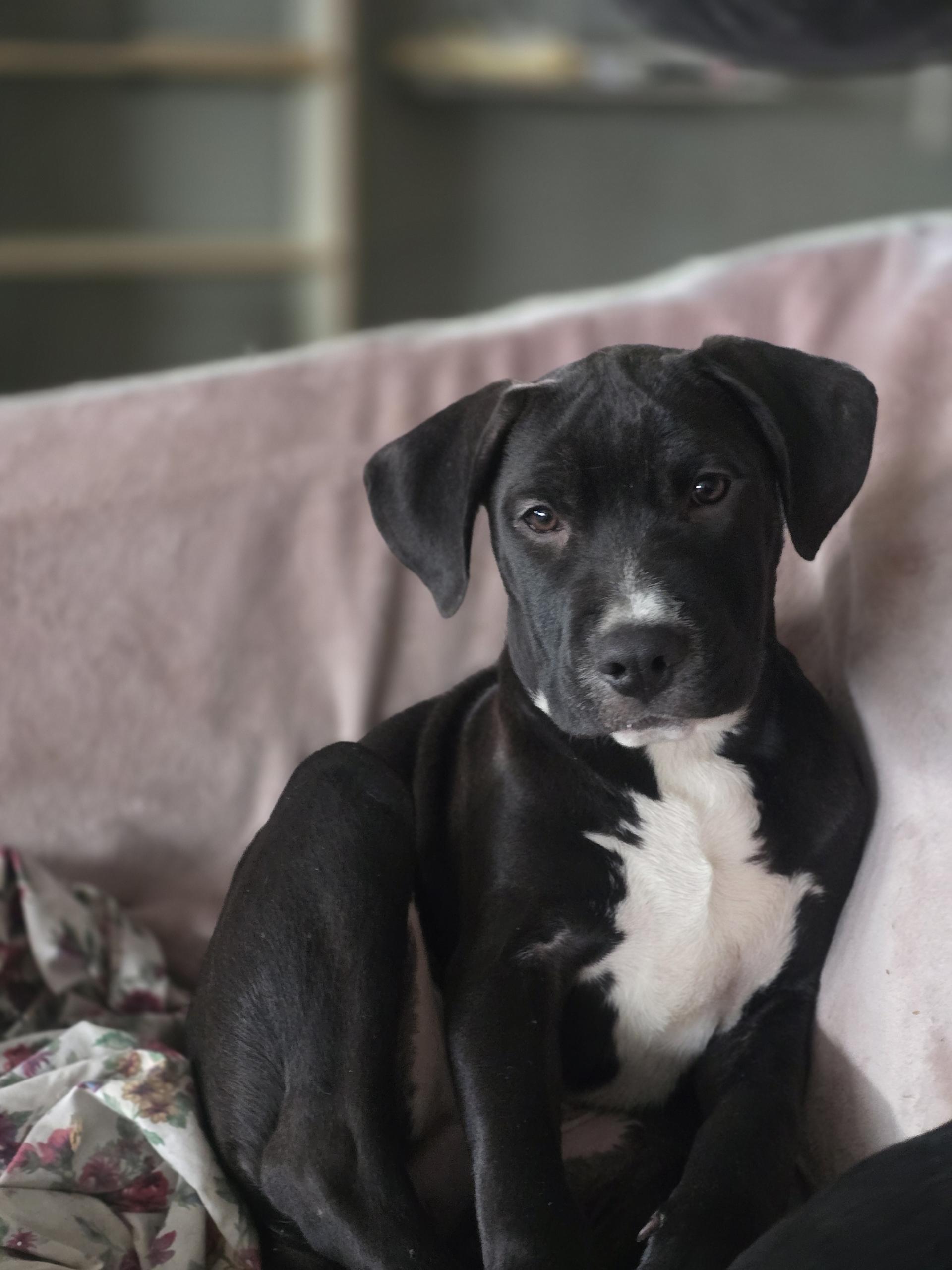 Enlarge Maggie, an adopted mixed breed in Bristol, VT image 2/3