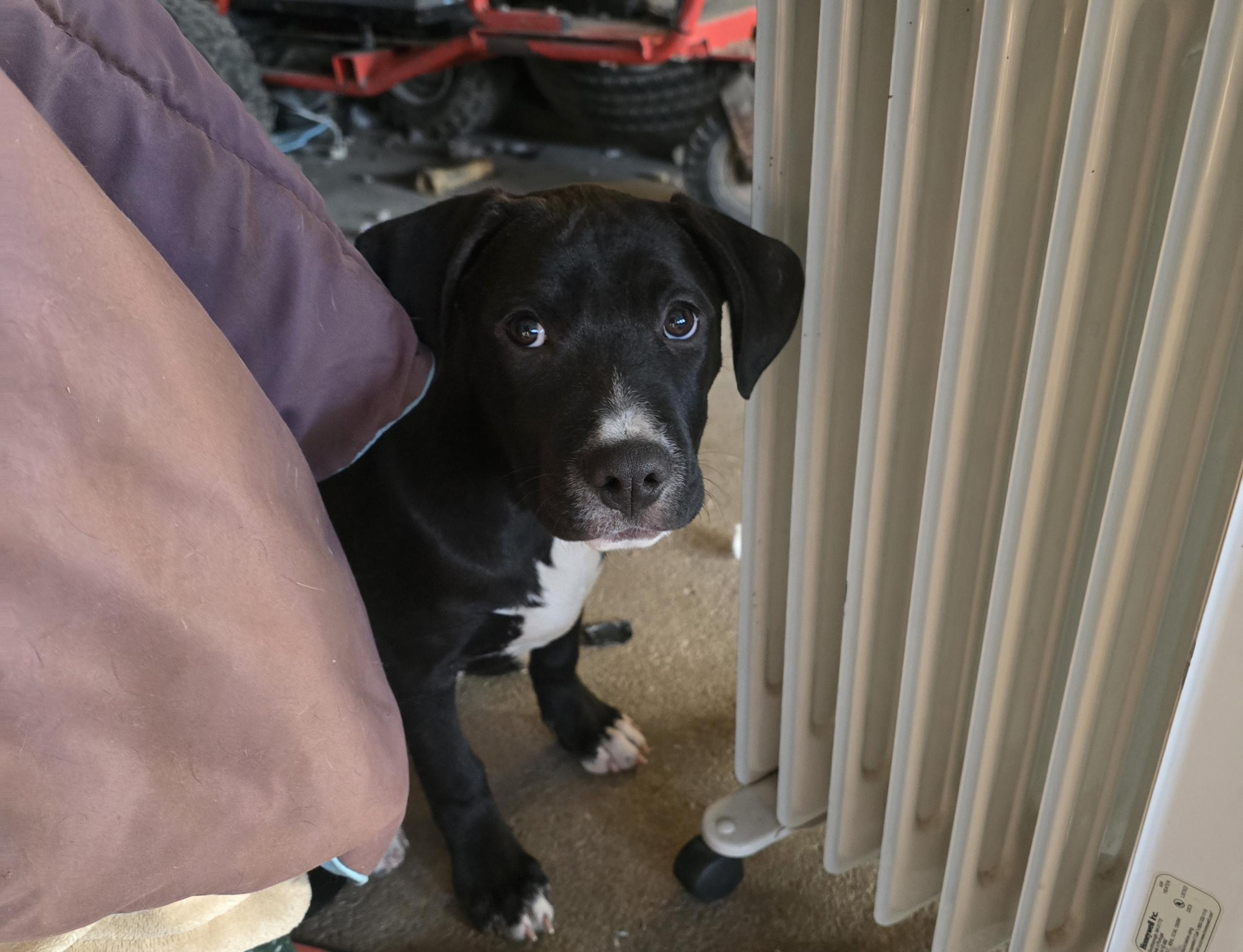 Enlarge Maggie, an adopted mixed breed in Bristol, VT image 3/3