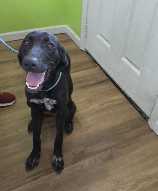 Enlarge Tia, a Adoptable mixed breed in Cleveland, TN image 1/1