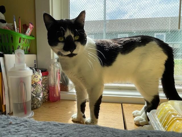 Enlarge Hemmy, an adopted Domestic Short Hair in Gig Harbor, WA image 2/6