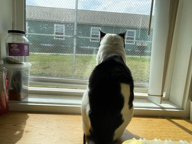 Enlarge Hemmy, an adopted Domestic Short Hair in Gig Harbor, WA image 3/6