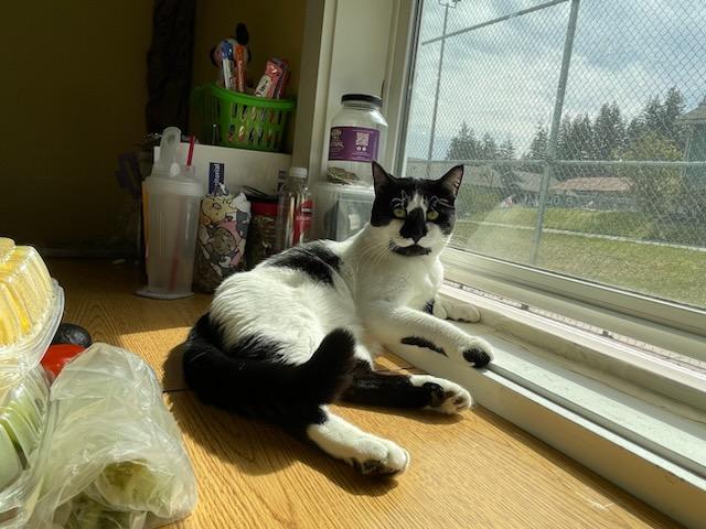 Enlarge Hemmy, an adopted Domestic Short Hair in Gig Harbor, WA image 4/6