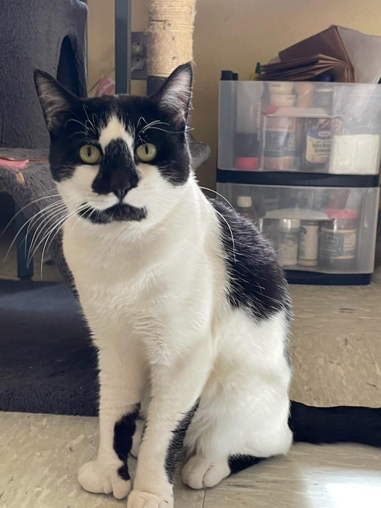 Hemmy, adopted, Adult Male Domestic Short Hair.