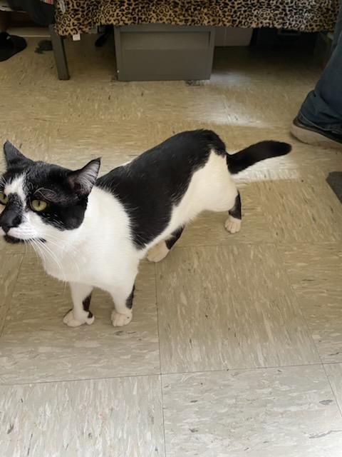 Enlarge Hemmy, an adopted Domestic Short Hair in Gig Harbor, WA image 5/6