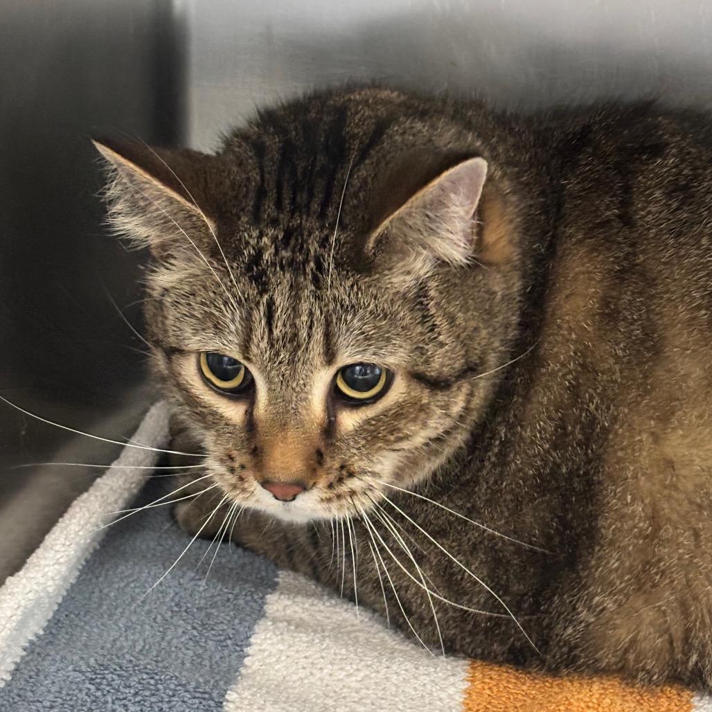 Enlarge Odie, a Adoptable Domestic Short Hair in Council Bluffs, IA image 1/1