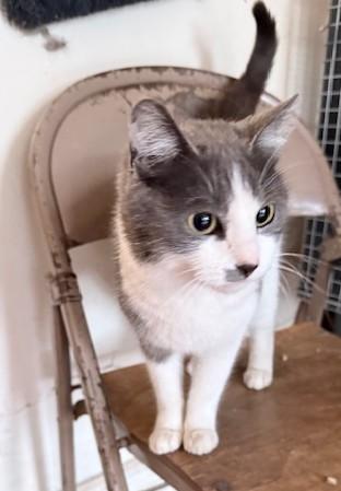 Clarita, ADOPTABLE, Young Female Domestic Short Hair.