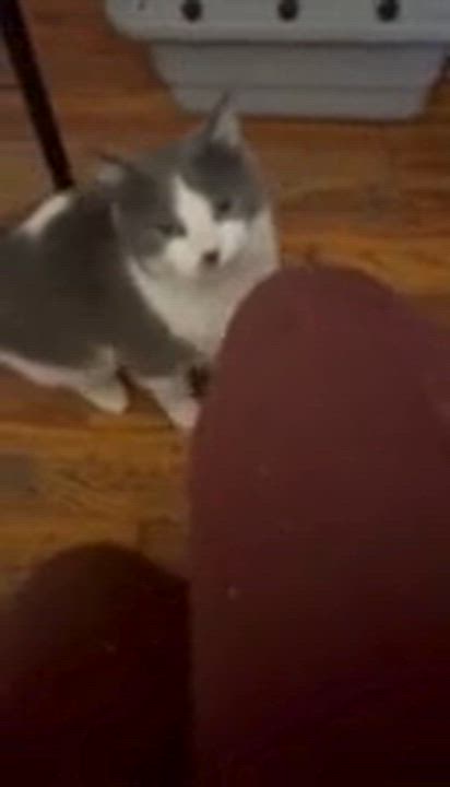 Enlarge Clarita, a ADOPTABLE Domestic Short Hair in New York, NY video 2/2