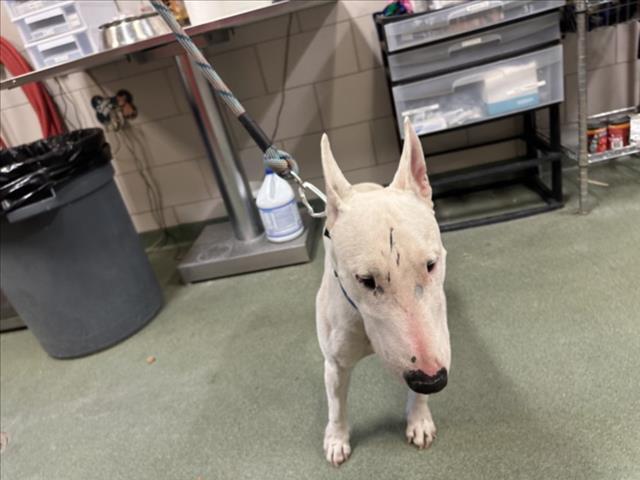 CHICO, Adoptable, Adult Male Bull Terrier.