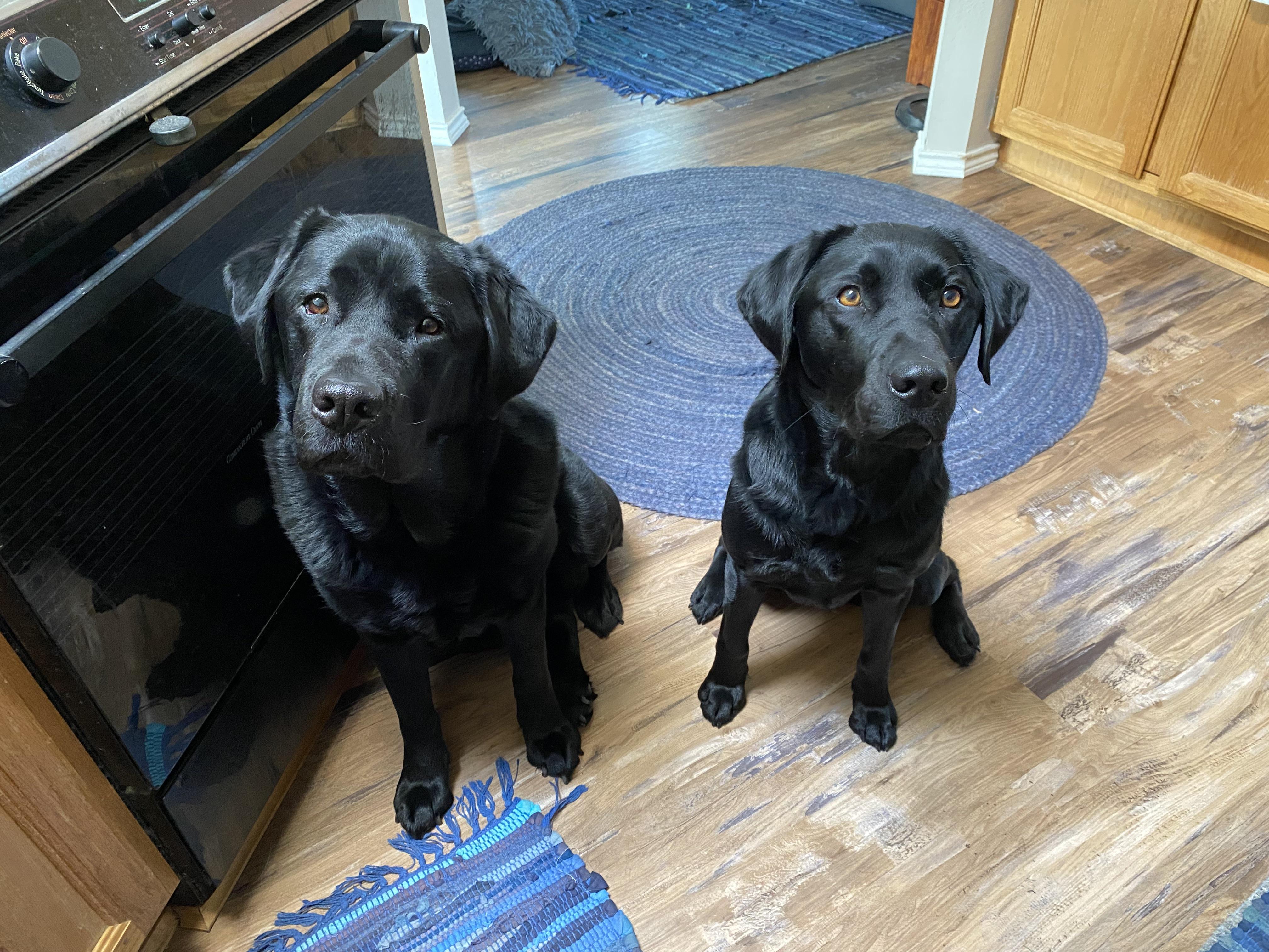 Luca, a Adopted Black Labrador Retriever in Anacortes, WA image 5/6