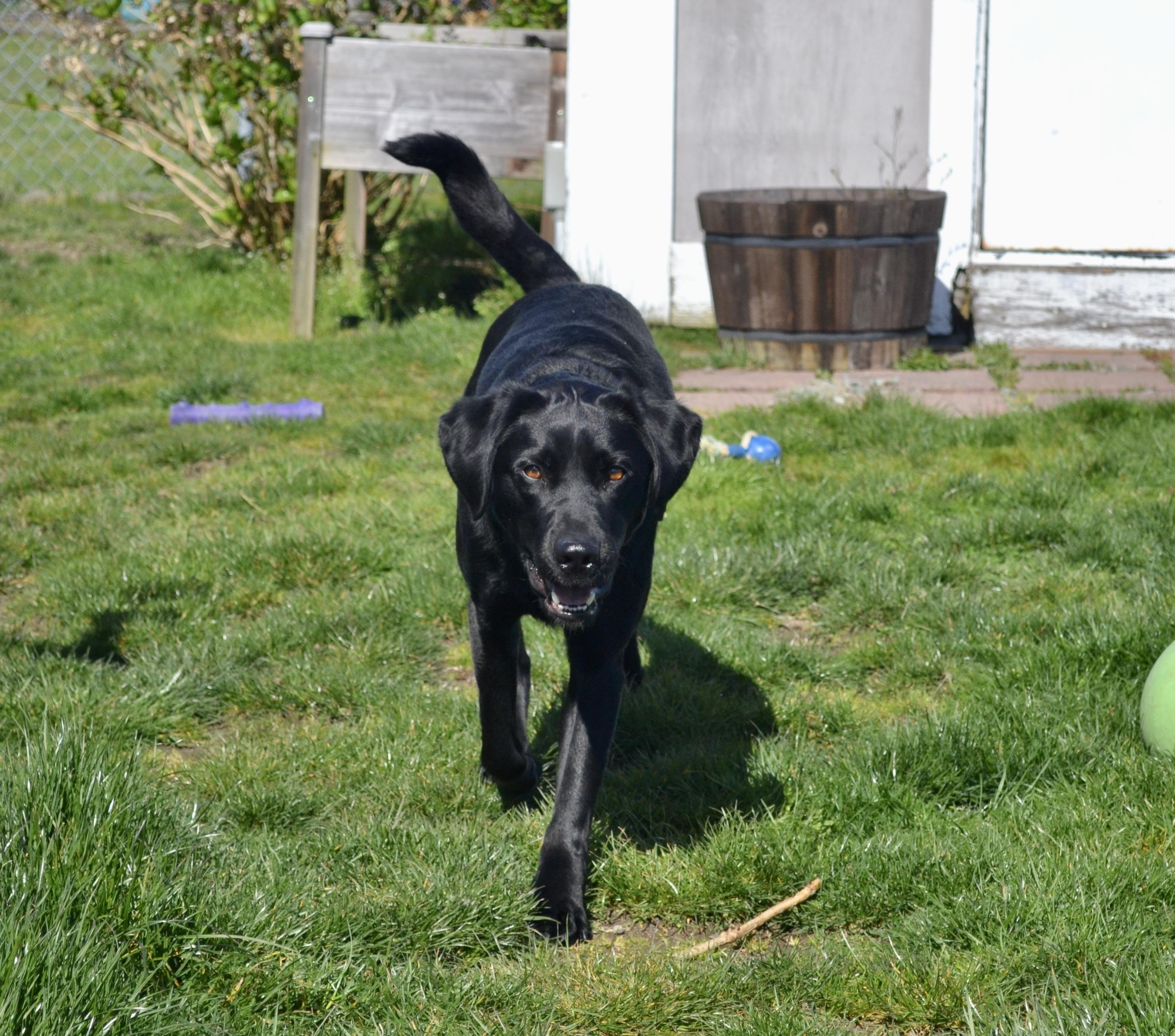 Luca, a Adopted Black Labrador Retriever in Anacortes, WA image 4/6