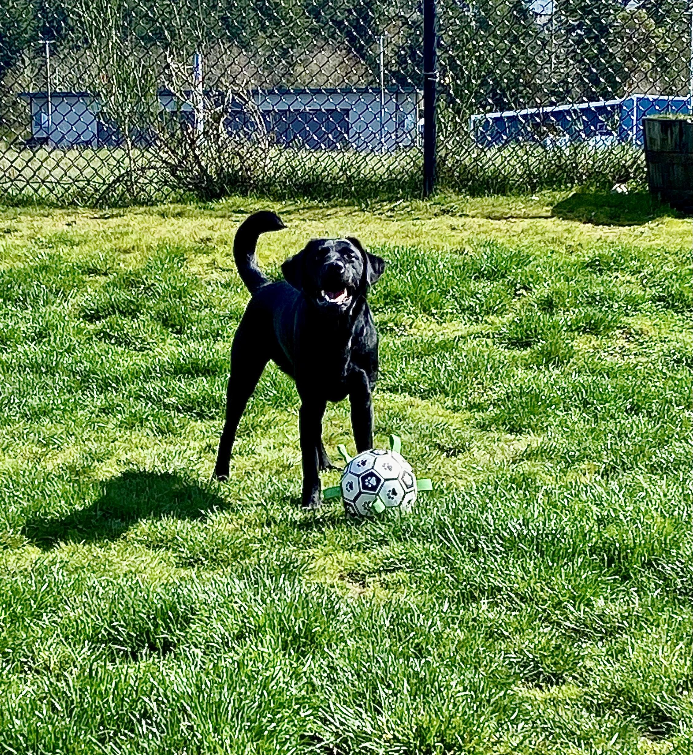 Luca, a Adopted Black Labrador Retriever in Anacortes, WA image 6/6
