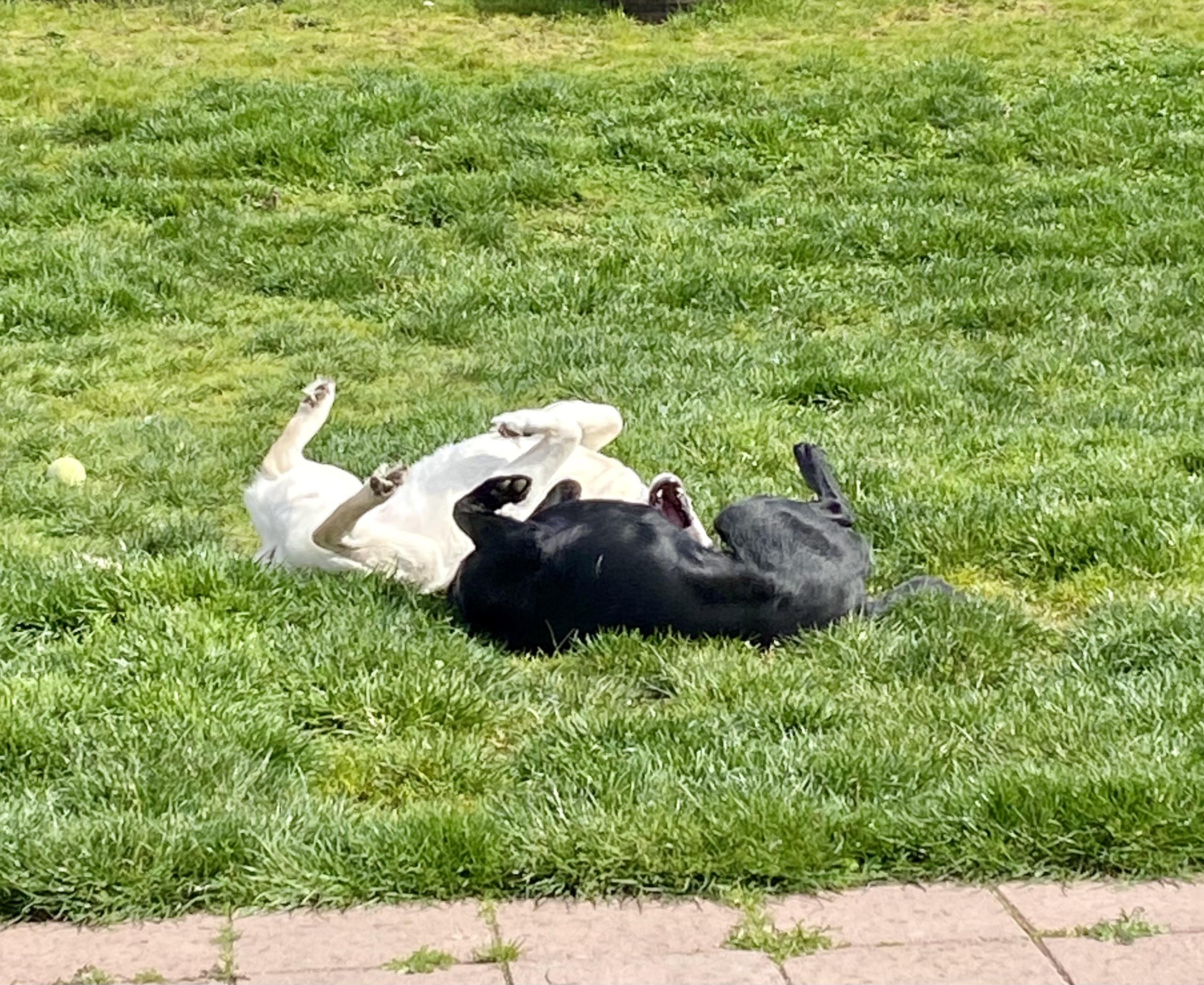 Luca, a Adopted Black Labrador Retriever in Anacortes, WA image 2/6