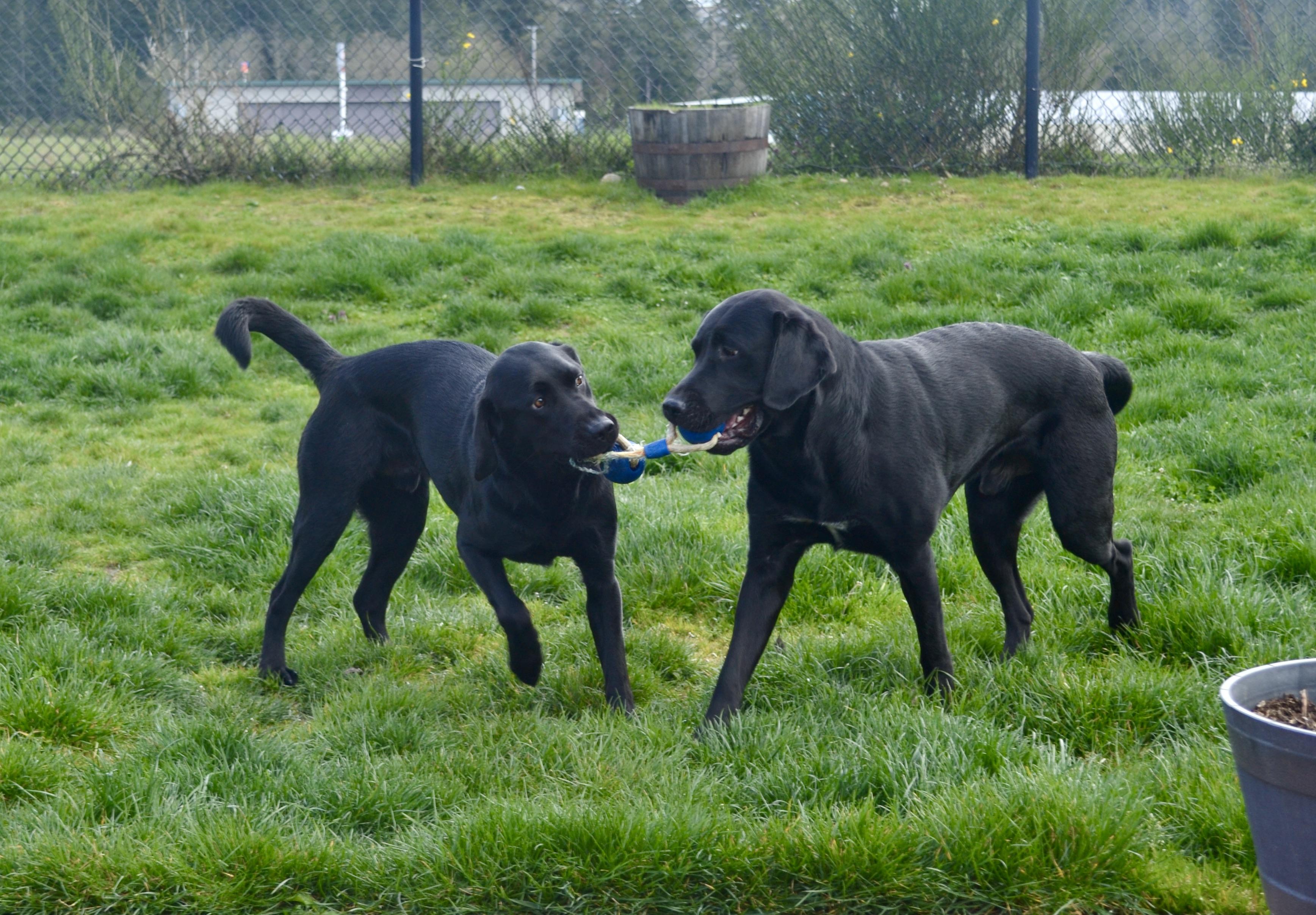 Luca, a Adopted Black Labrador Retriever in Anacortes, WA image 3/6