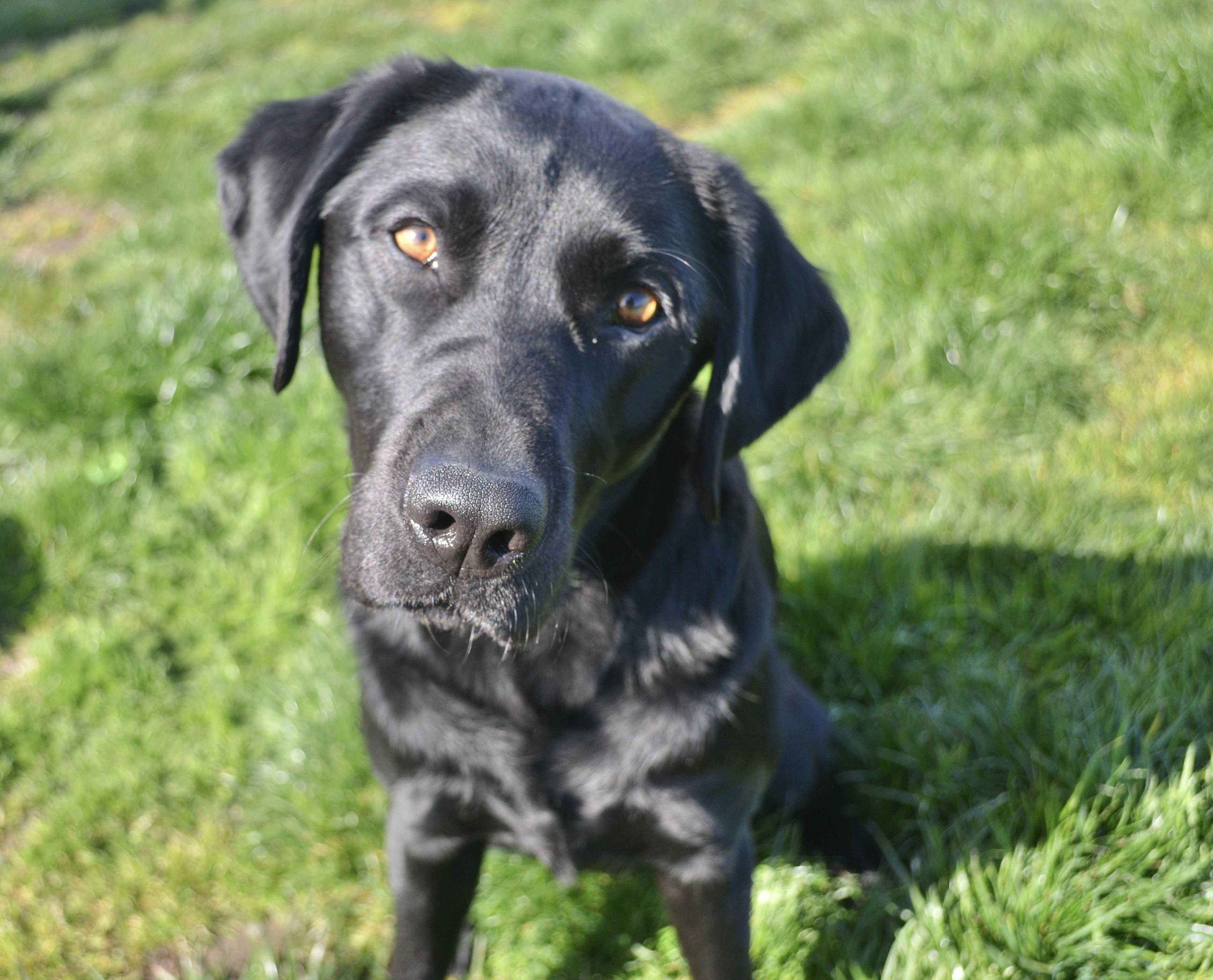 Luca, a Adopted Black Labrador Retriever in Anacortes, WA image 1/6