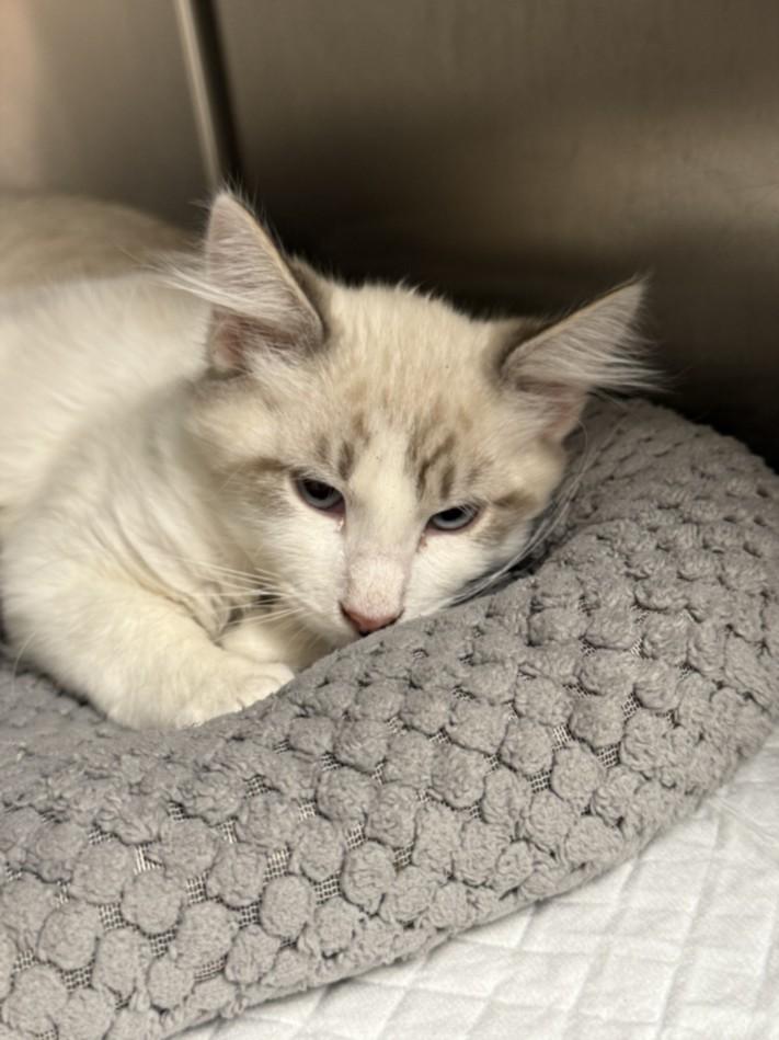 Enlarge A209368, a Adoptable Domestic Medium Hair in Olivehurst, CA image 1/1