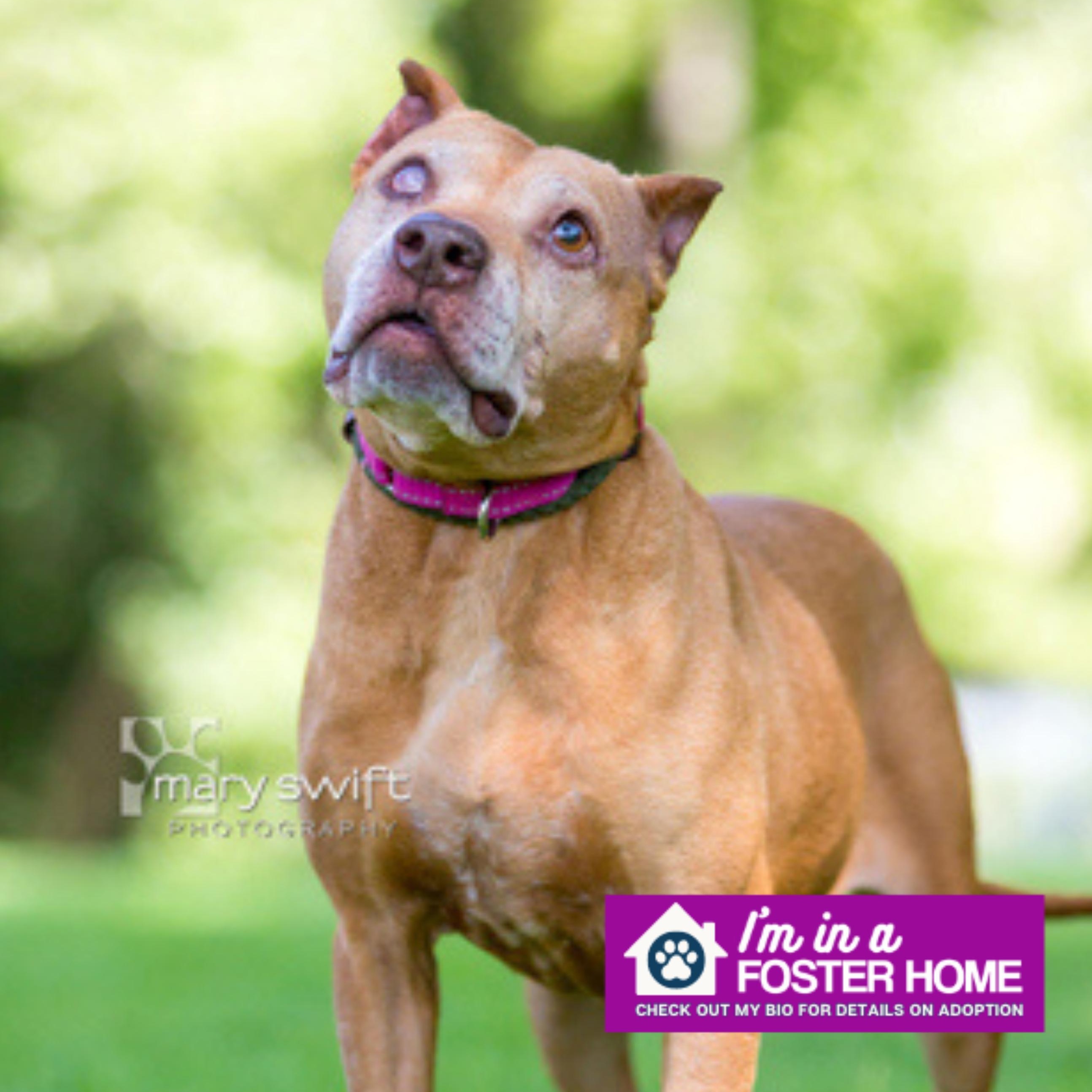Gaia, adoptable, Senior Female Pit Bull Terrier.