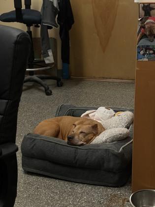 Enlarge Gaia, an adoptable Pit Bull Terrier in Reisterstown, MD image 2/2