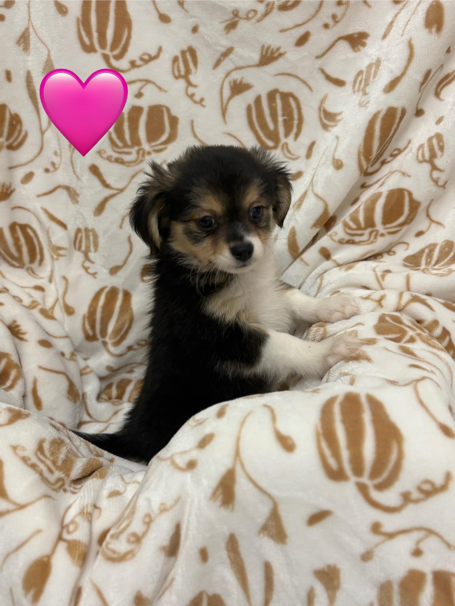 Enlarge Girl Puppies, a Adopted mixed breed in Vacaville, CA image 1/2