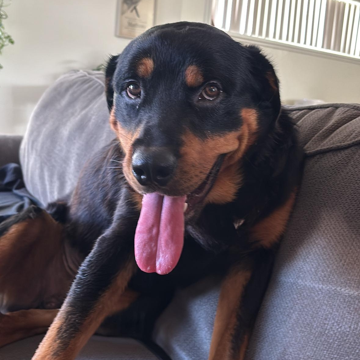 Enlarge Lux, a Adoptable Rottweiler in El Cajon, CA image 1/1