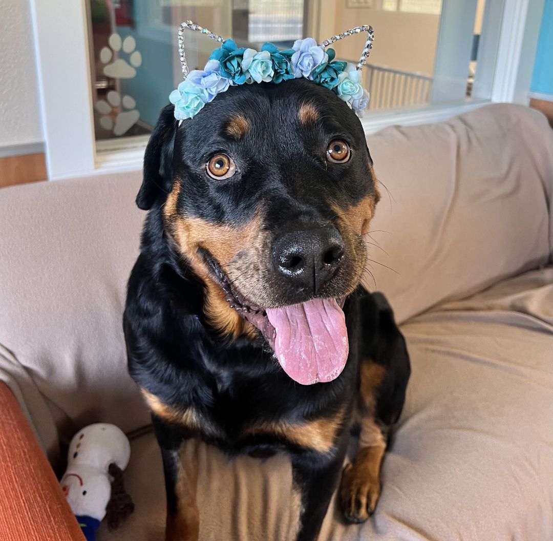 London, a Adopted Rottweiler in Angels Camp, CA image 1/3