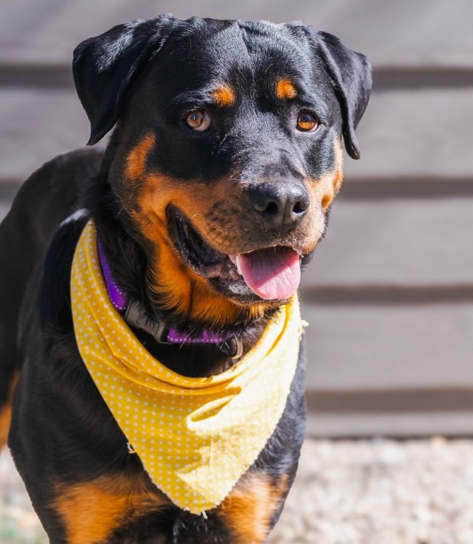 London, a Adopted Rottweiler in Angels Camp, CA image 2/3
