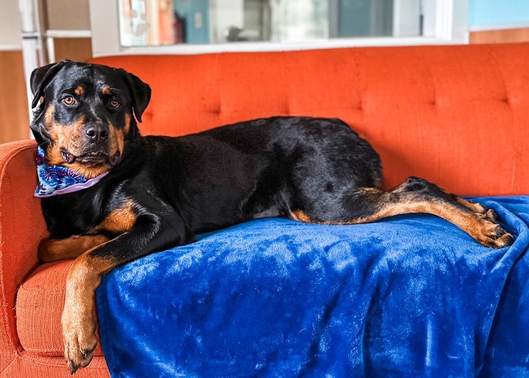 London, a Adopted Rottweiler in Angels Camp, CA image 3/3