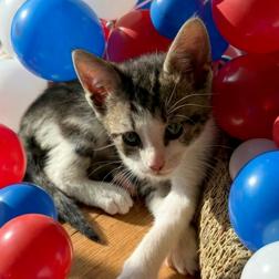 Enlarge Diesel, a Adoptable Domestic Short Hair in Oakland Park, FL image 1/3