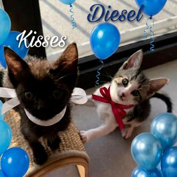 Enlarge Diesel, a Adoptable Domestic Short Hair in Oakland Park, FL image 2/3
